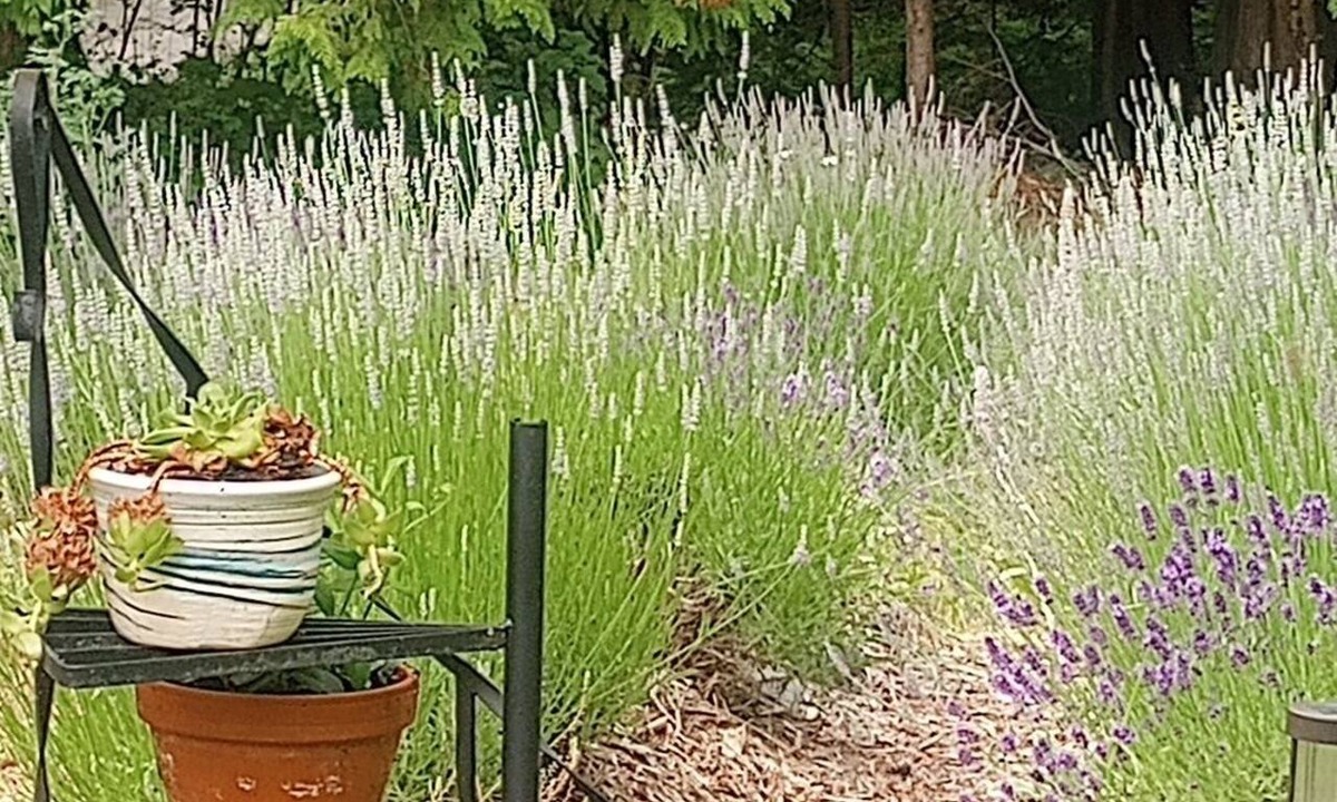 Fauquier Cottage | Arrow Lake Lavender Refuge : Clean & Green Air for 6 - Hot Springs/Beach/Boat