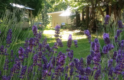 Fauquier Cottage | Arrow Lake Lavender Refuge : Clean & Green Air for 6 - Hot Springs/Beach/Boat