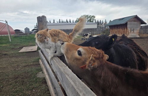 Calgary-Edmonton Corridor RV Rental | Quiet Farm Retreat - Escape Life Enjoy the Countryside