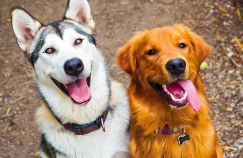 Rutland House | Spacious Top Floor Suite Hosted By 2 Lovely Puppies