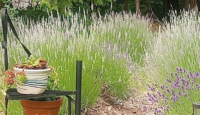 Arrow Lake Lavender Refuge : Clean & Green Air for 6 - Hot Springs/Beach/Boat