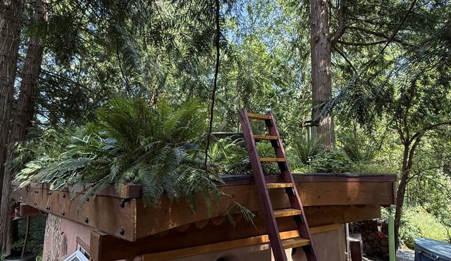 The Wobbly Hobbit- a unique cob studio in the forest.