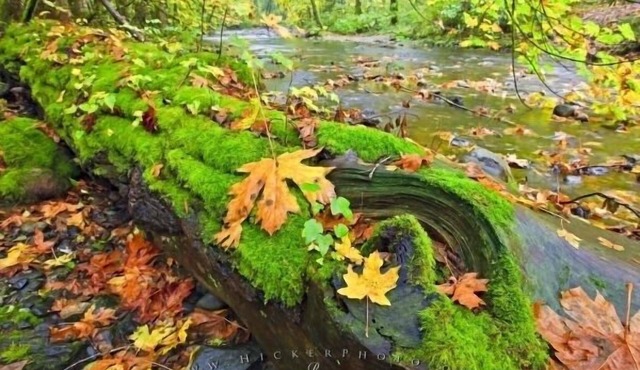 Your vacation memories will be more affordable on Canada's gem Vancouver Island.