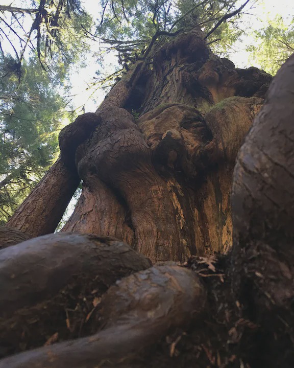 Photo of Others in Port Renfrew