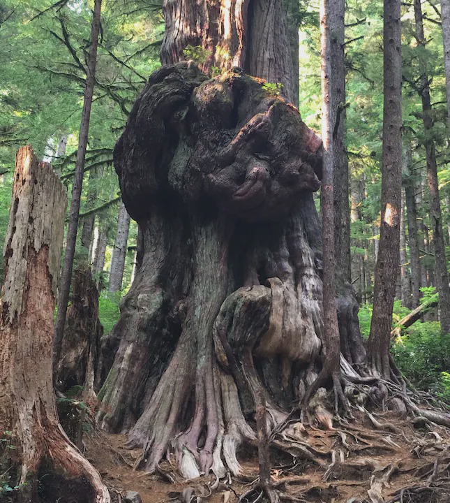 Photo of Others in Port Renfrew