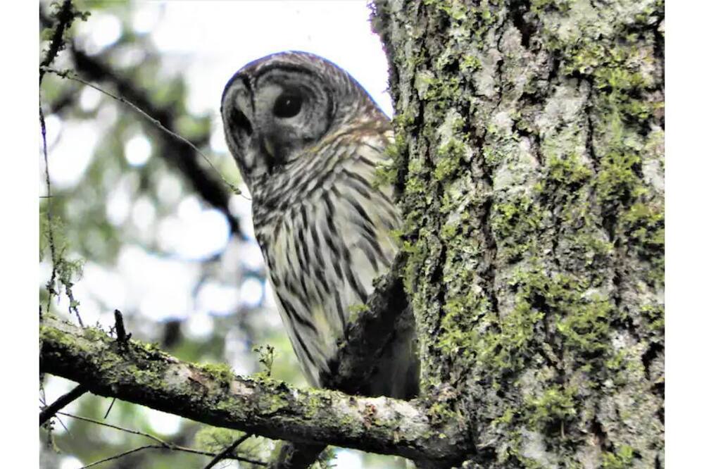 Photo of Others in Mayne Island