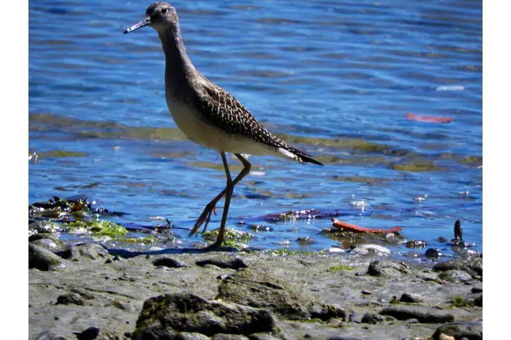 Photo of Others in Mayne Island