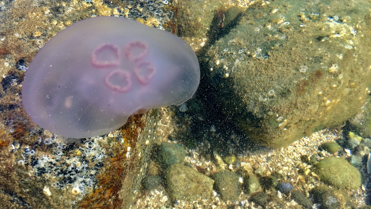 Photo of Outdoor in Halfmoon Bay
