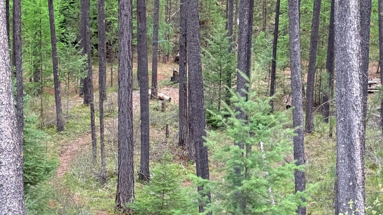 Photo of Others in Moyie