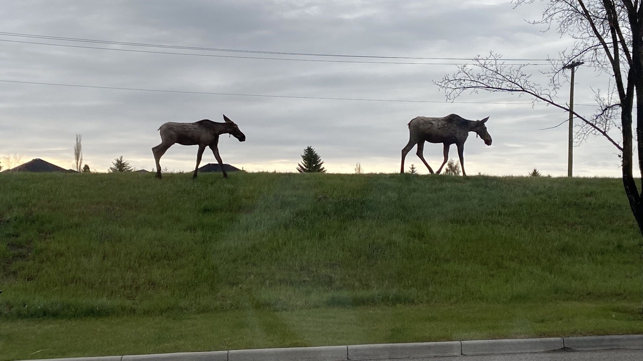 Photo of Outdoor in Invermere