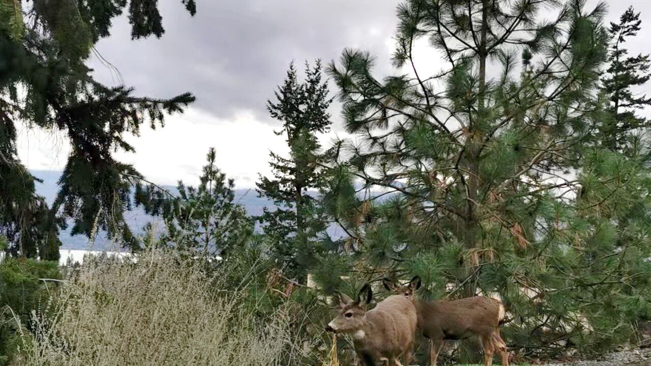 Photo of Outdoor in West Kelowna Estates