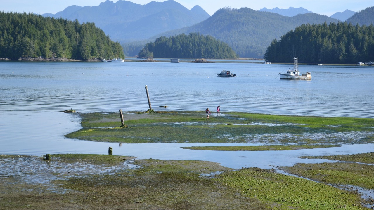Photo of Others in Tofino