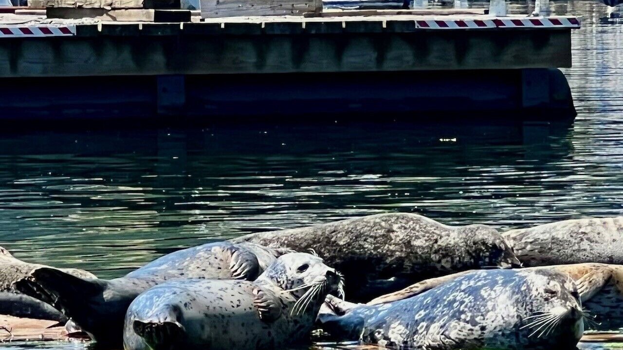 Photo of Others in Deep Cove