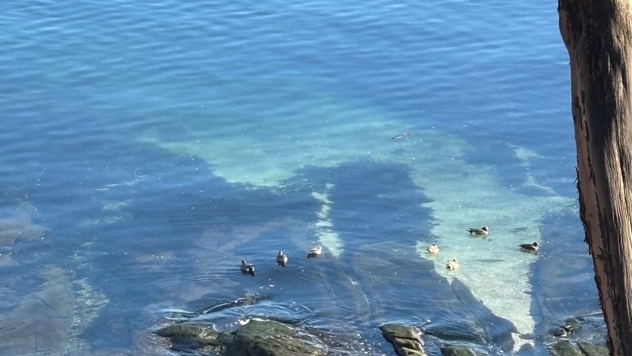 Photo of Others in North Oyster