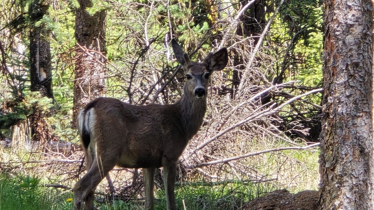 Photo of Others in Logan Lake