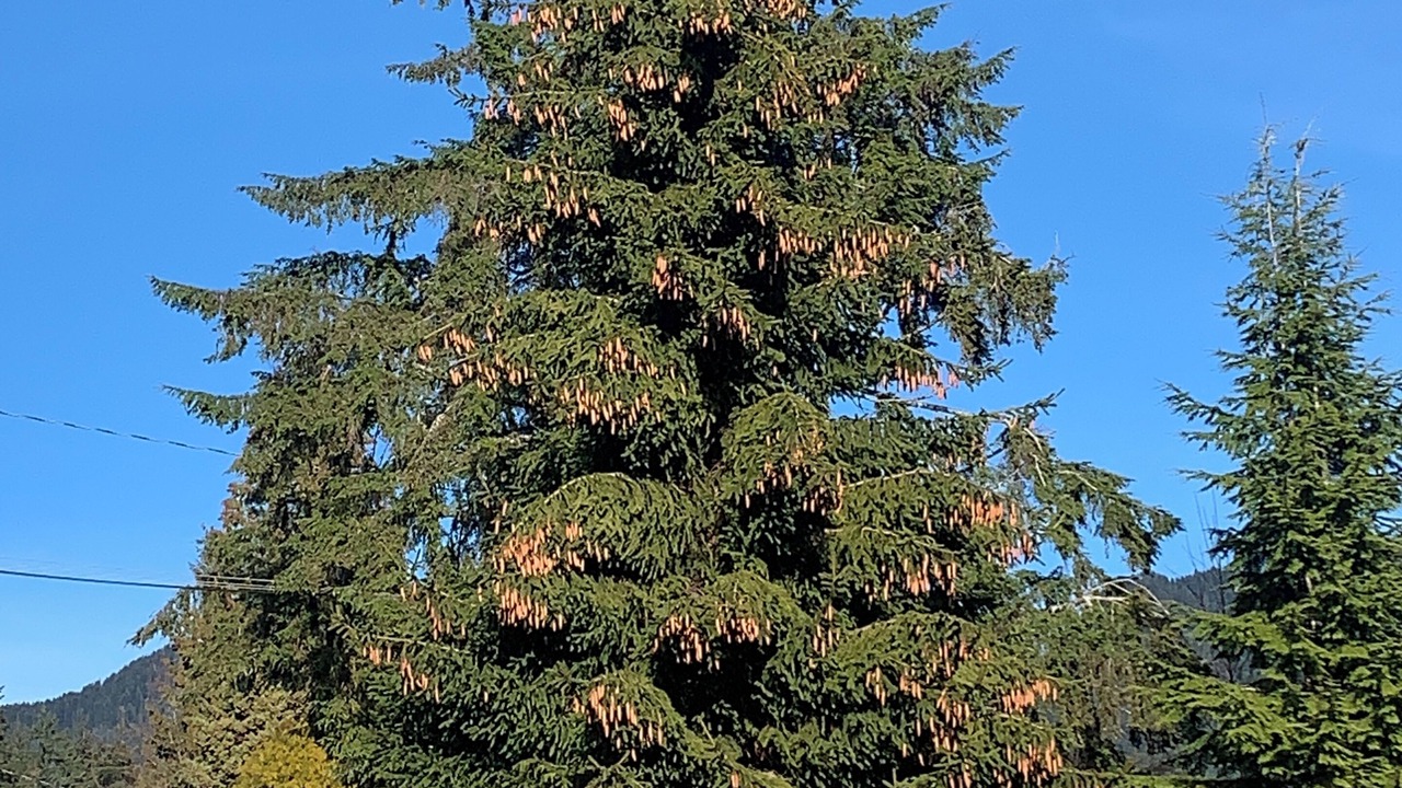 Photo of Others in West Vancouver