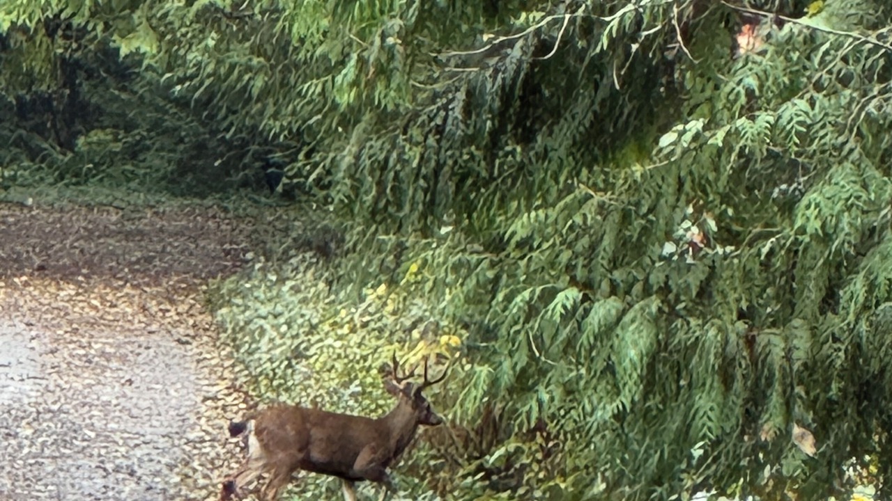 Photo of Others in Roberts Creek