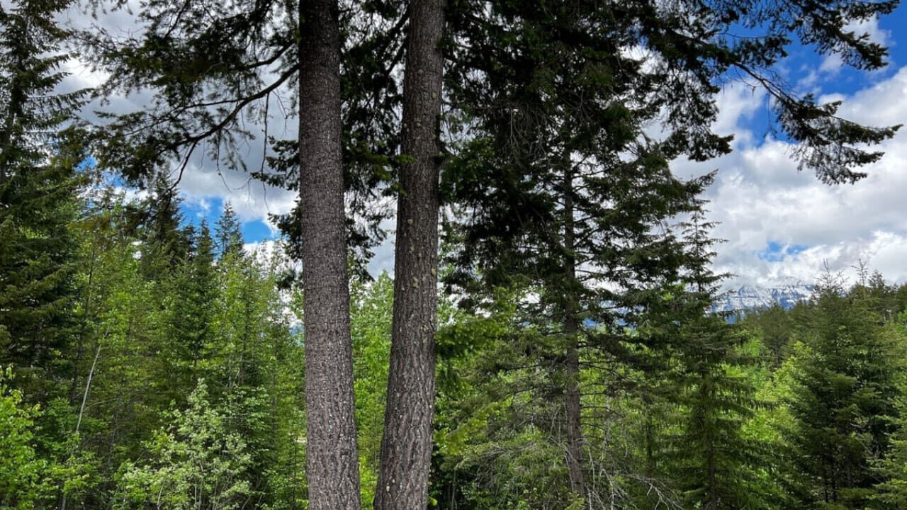 Photo of Outdoor in Golden