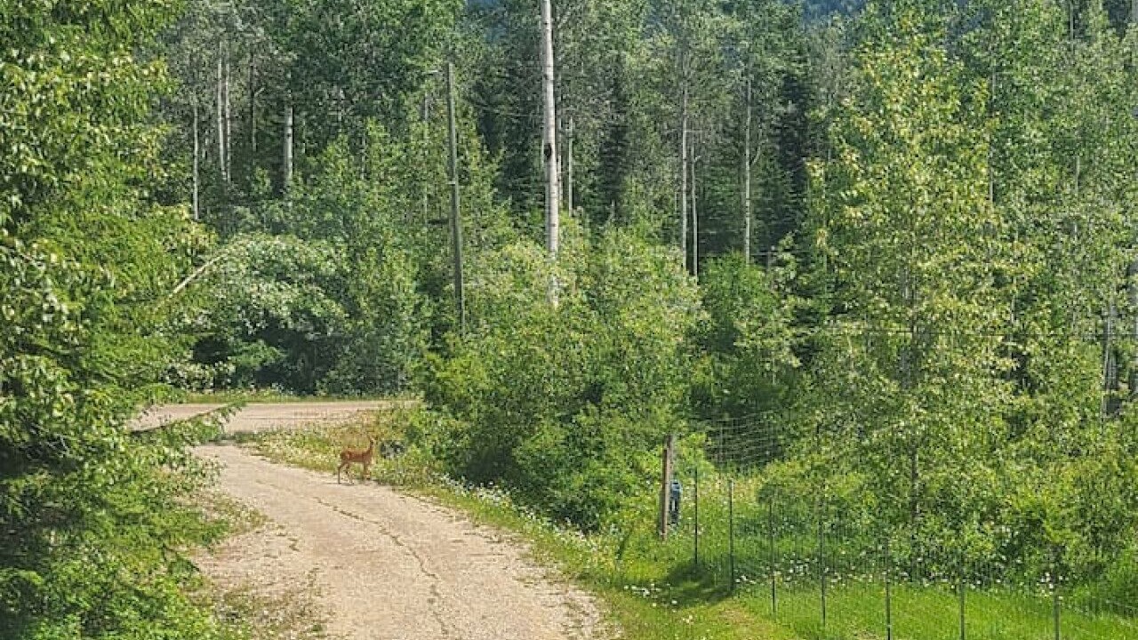 Photo of Others in Blaeberry