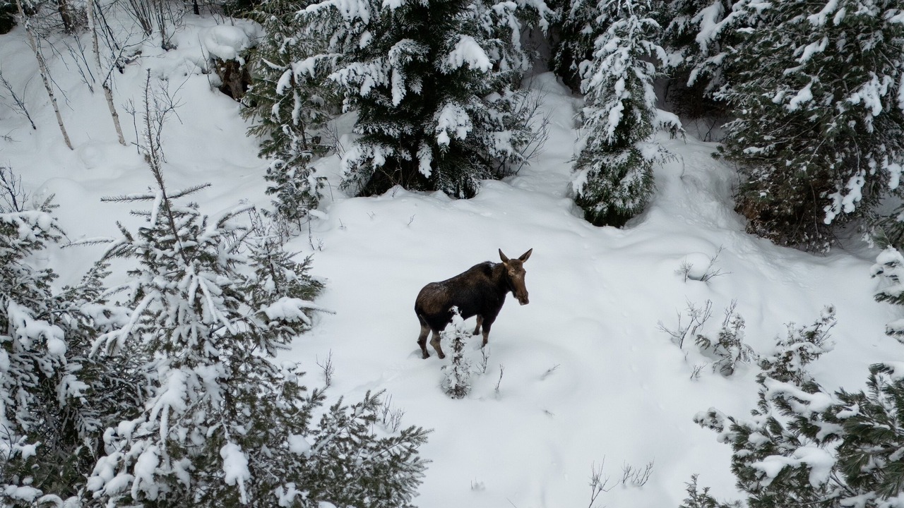 Photo of Others in Revelstoke