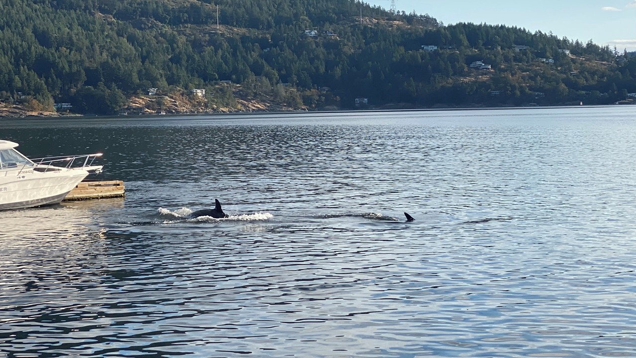 Photo of Others in Maple Bay
