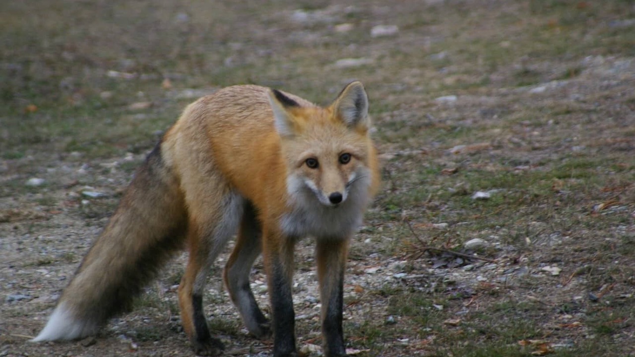 Photo of Others in Blaeberry