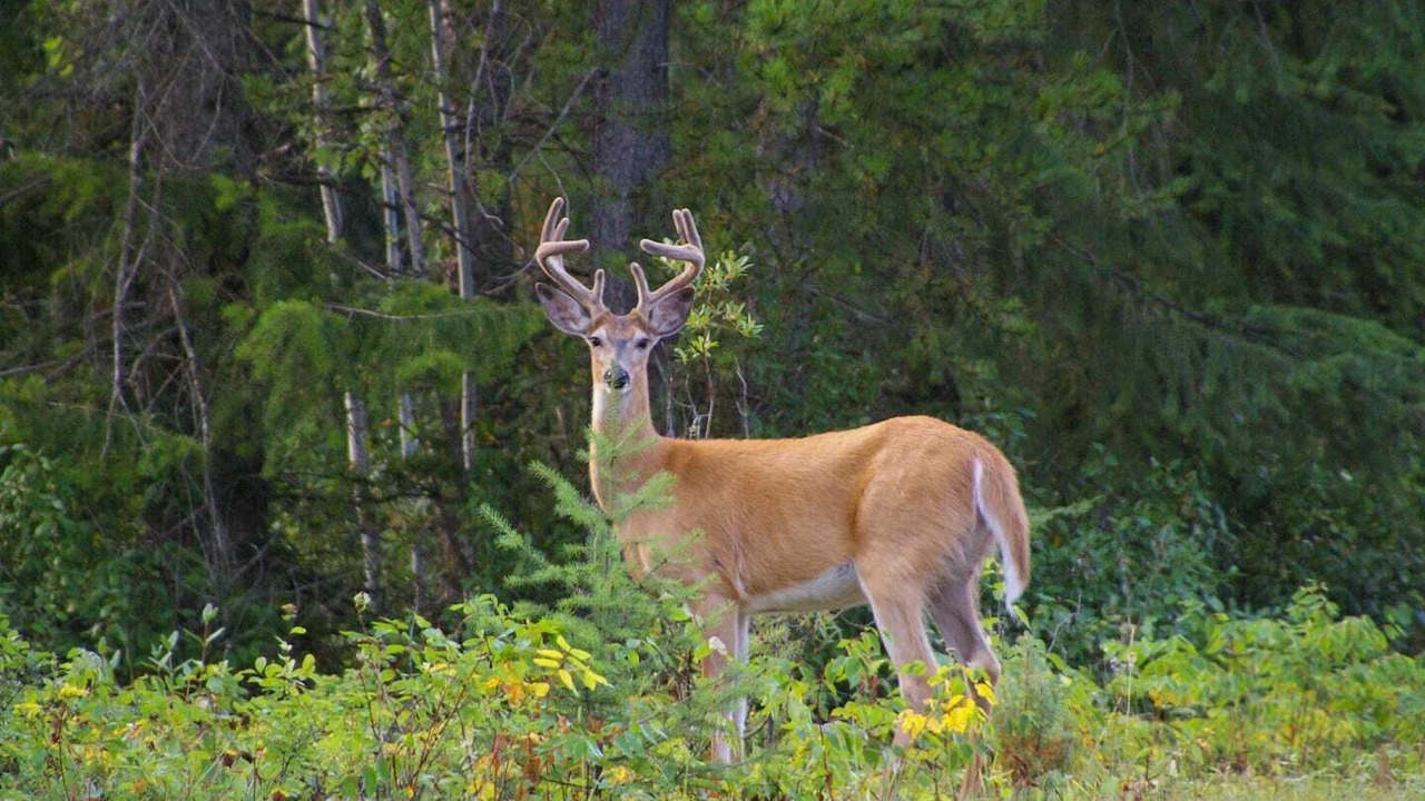 Photo of Others in Blaeberry