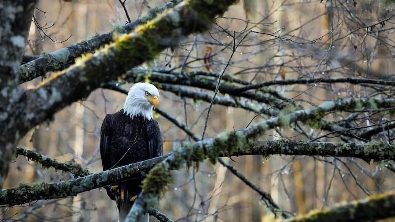 Photo of Others in Squamish