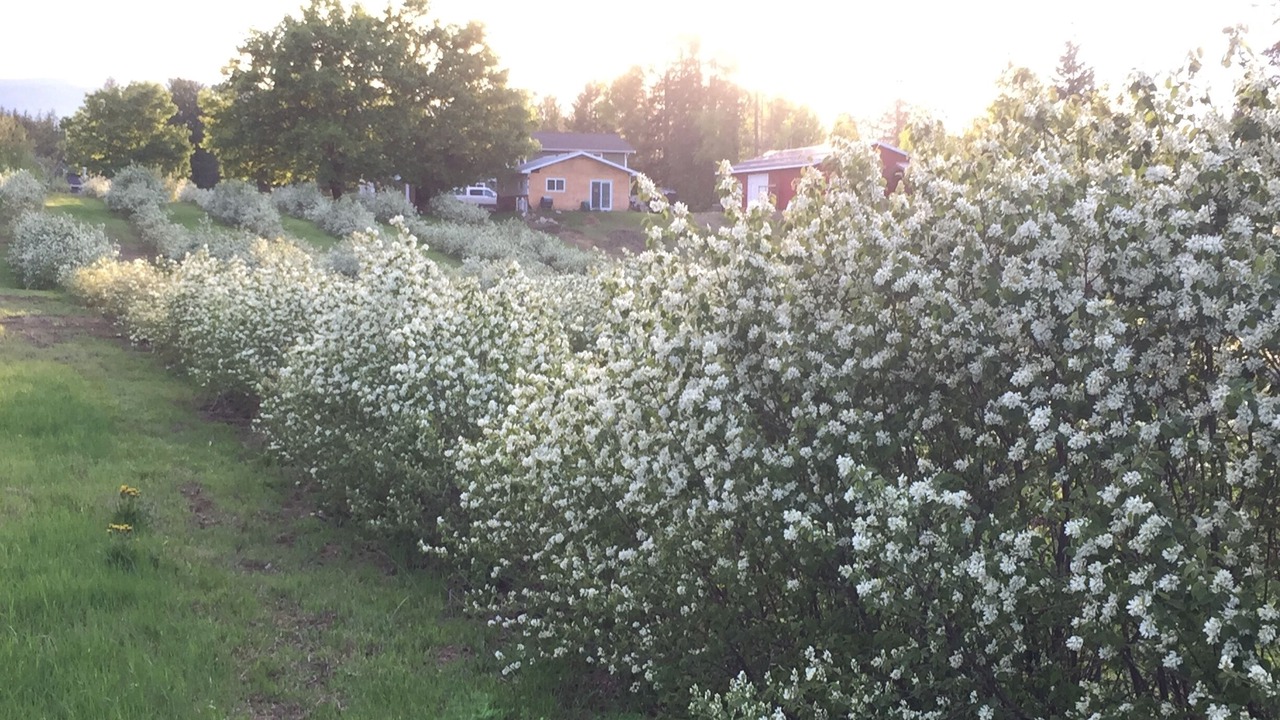 Photo of Outdoor in Salmon Arm