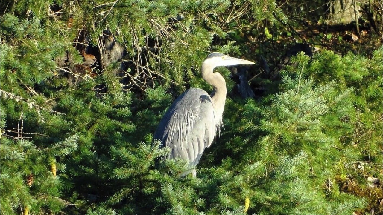 Photo of Others in North Oyster