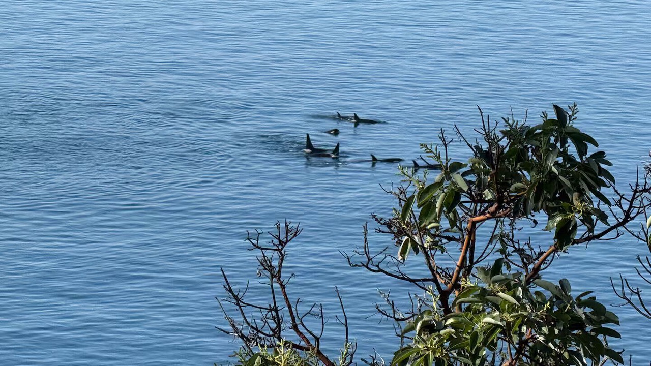 Photo of Others in Pender Island