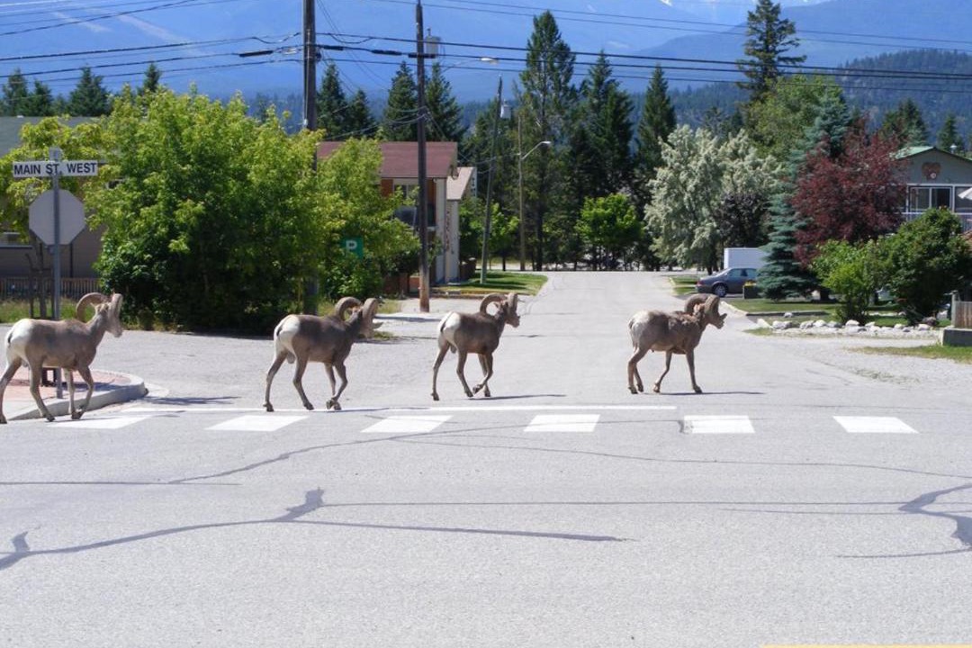 Photo of Others in Radium Hot Springs