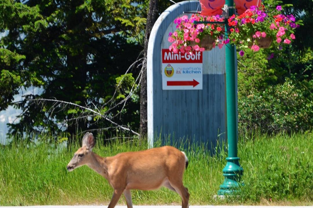Photo of Others in Radium Hot Springs