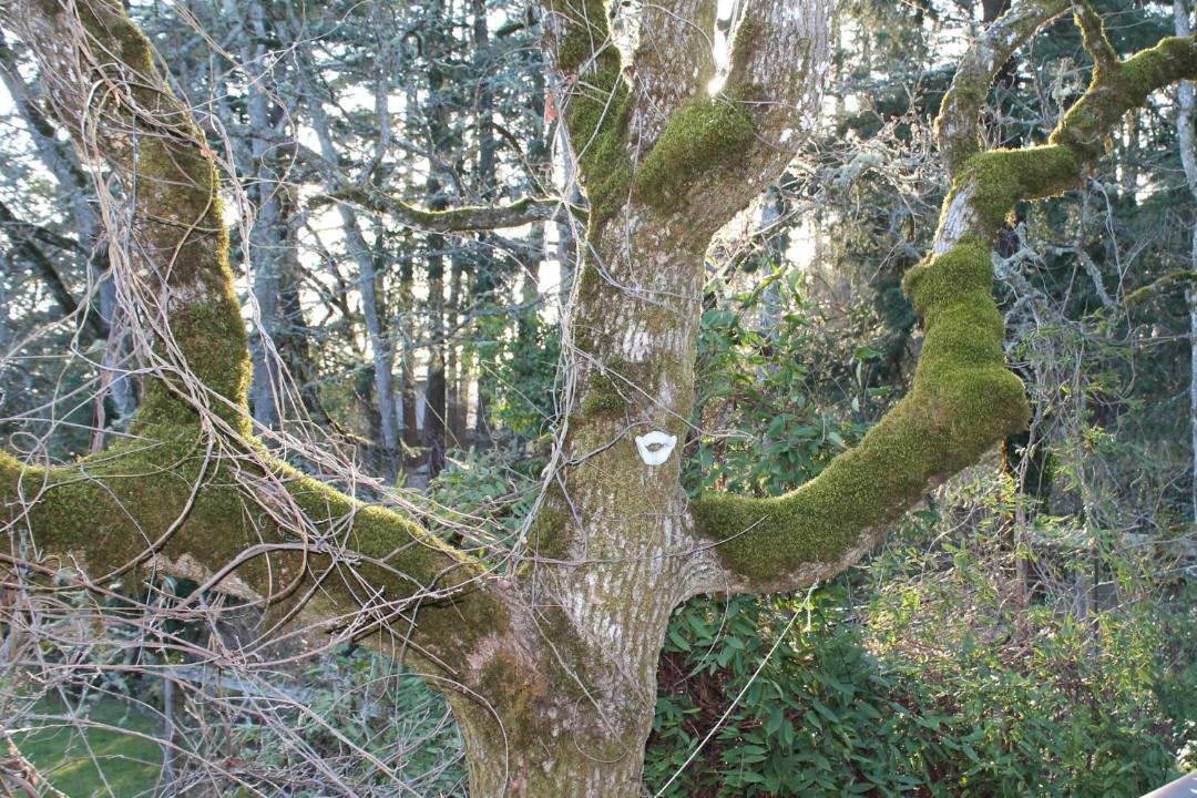Photo of Others in Saanich West