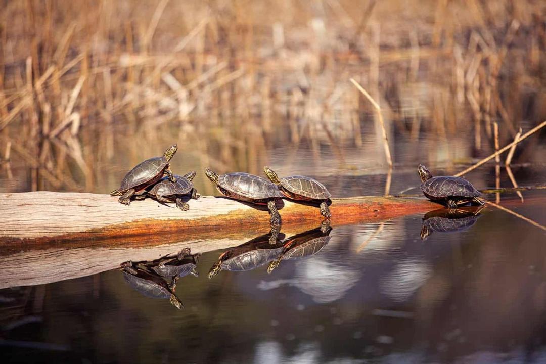 Photo of Others in Central Okanagan