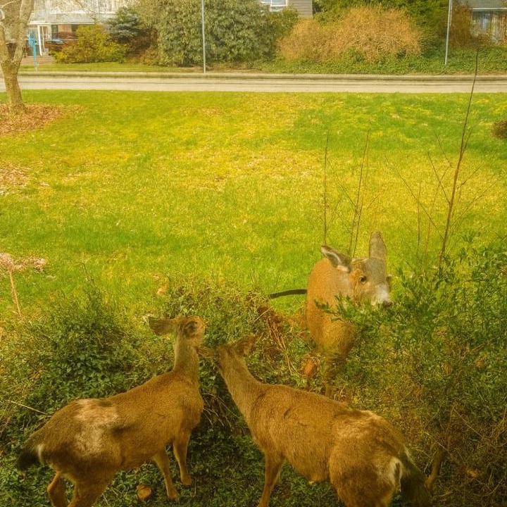 Photo of Others in Dollarton