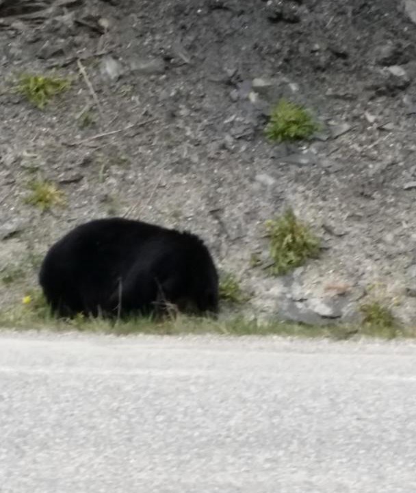 Photo of Others in Radium Hot Springs