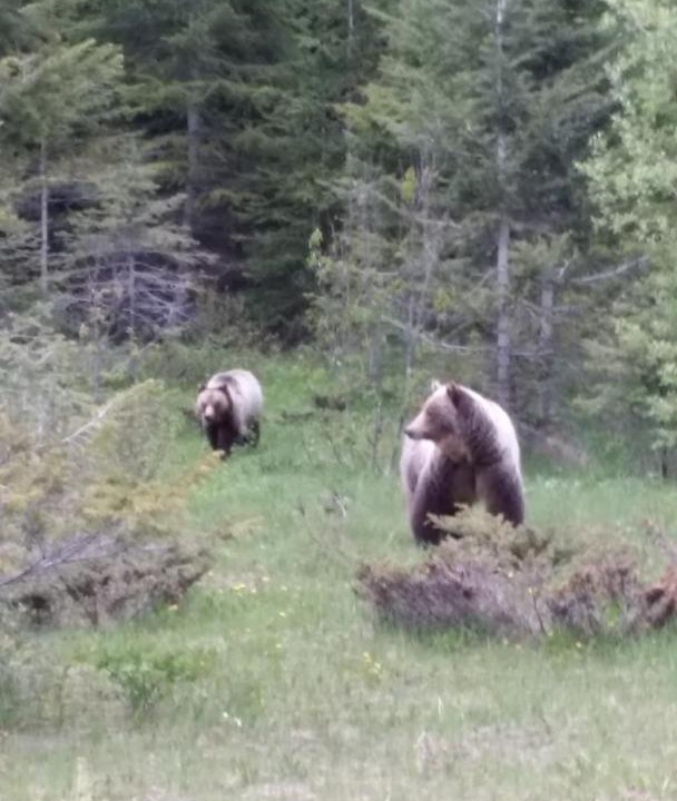 Photo of Others in Radium Hot Springs
