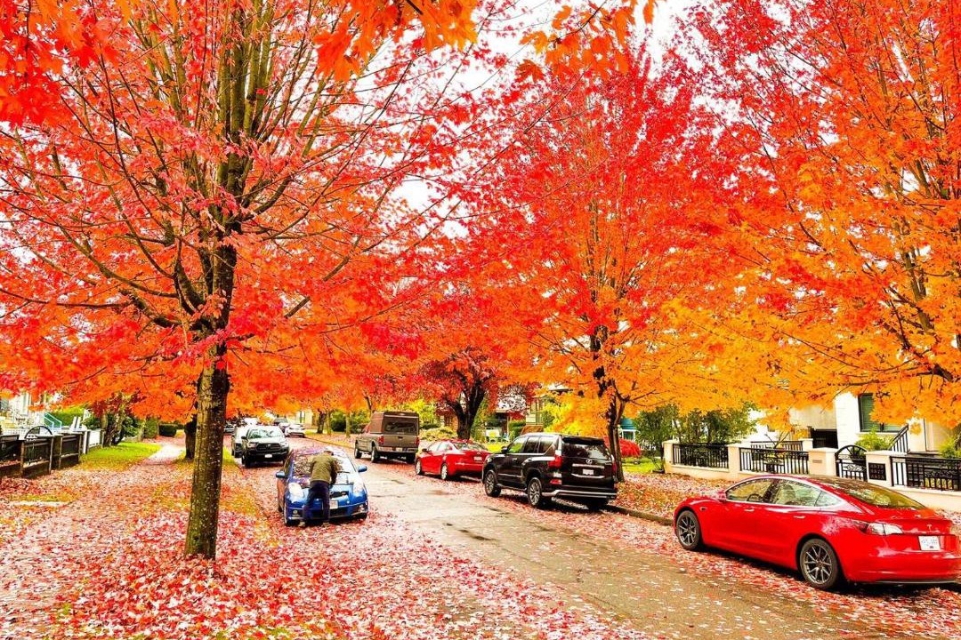 Photo of Others in Renfrew-Collingwood