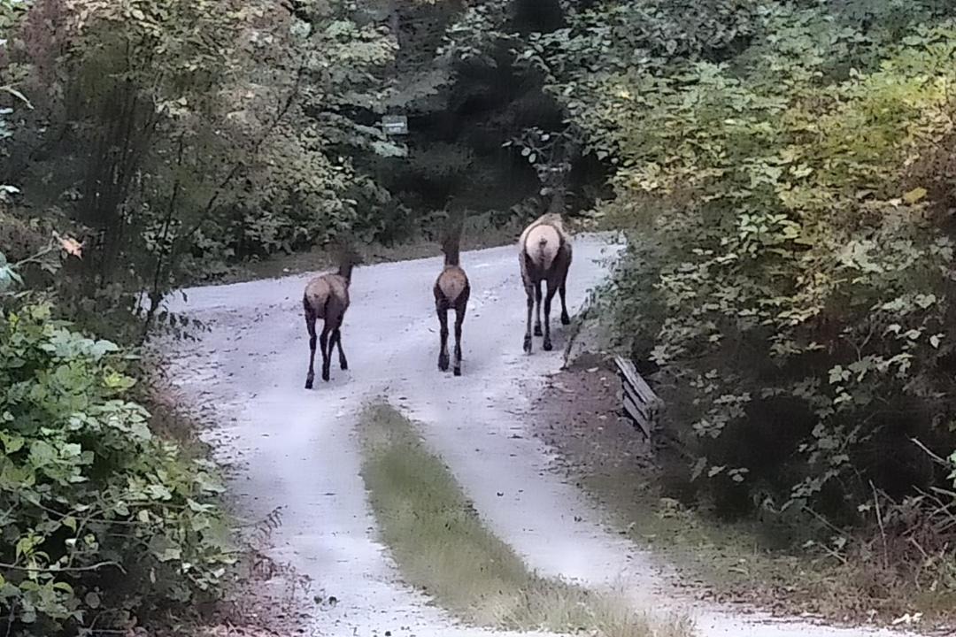 Photo of Others in Madeira Park