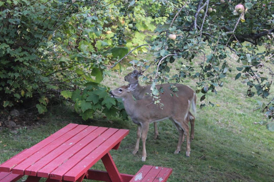 Photo of Others in Kaslo