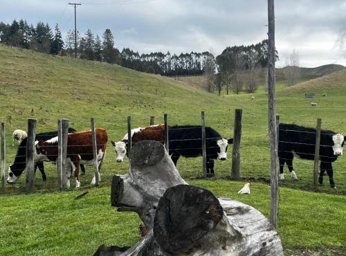 Pohokura Country Stay in Taihape